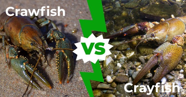 Crayfish vs. Crawfish: What’s the Difference?