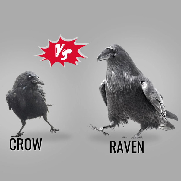 Crow vs. Raven: What’s the Difference?