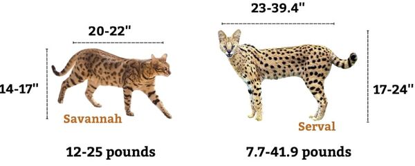 Serval vs Savannah Cat: Understanding the Differences Between These Exotic Felines