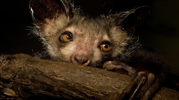 Meet the Aye-Aye: Madagascar's 