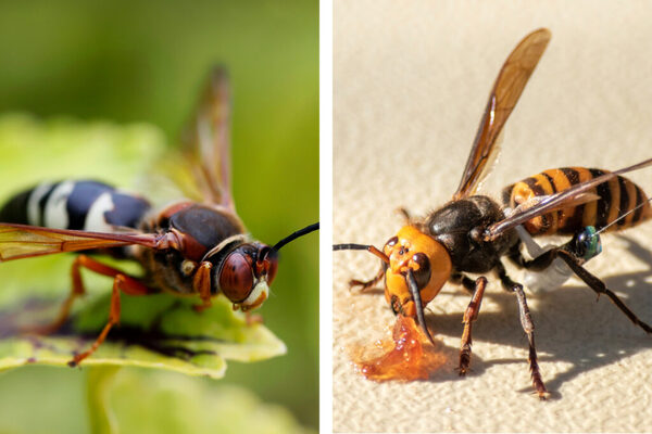 Killer Bee vs Wasp: A Detailed Look at Their Types and Differences