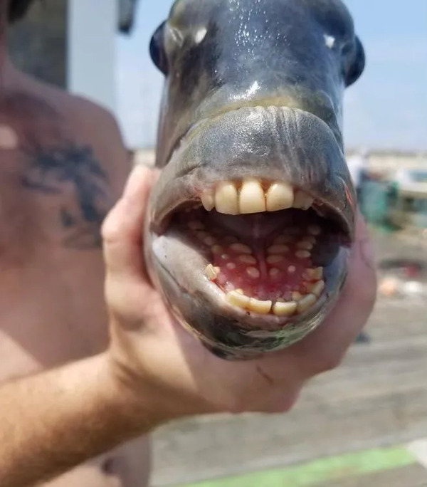 Meet the Sheepshead — The Fish with Human Teeth