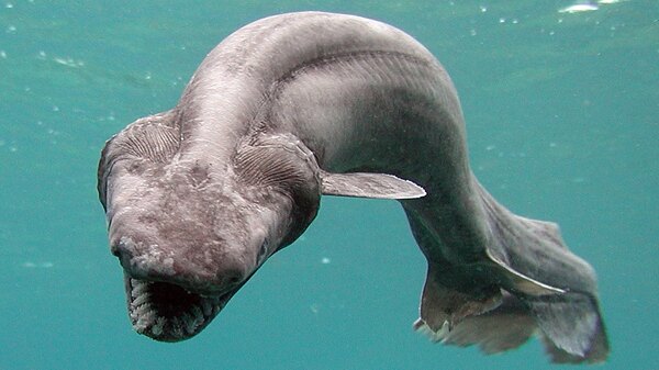 Frilled Shark: The Timeless Giant of the Deep Sea