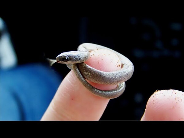 Barbados Threadsnake vs  Brahminy Blind Snake: A Comparative Study