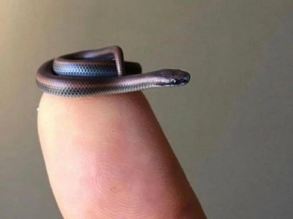 The World’s Smallest Snake: A Fascinating Study of Miniature Marvels