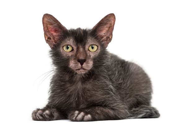 Lykoi: The Unique Werewolf Cat