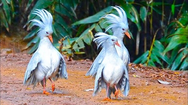 Rhynochetus jubatus: The Unique Kagu of New Caledonia