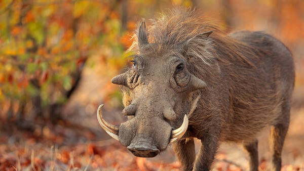 Warthog: The Unique Wild Boar of Africa