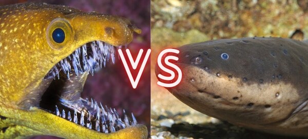 Moray Eel vs  Electric Eel: Who Will Win the Fight?