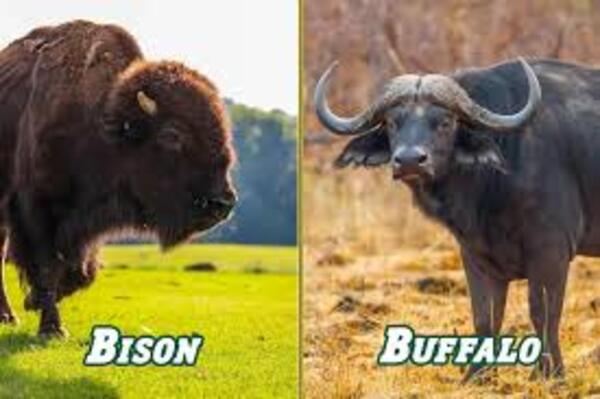 Bison vs Buffalo: Who is Stronger?