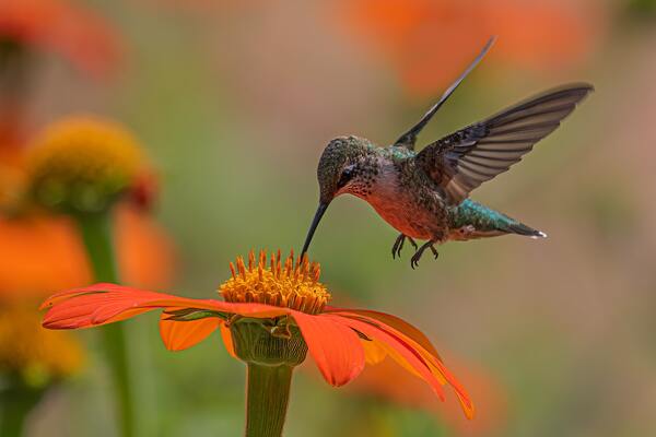 Where Do Hummingbirds Migrate to in the Winter?