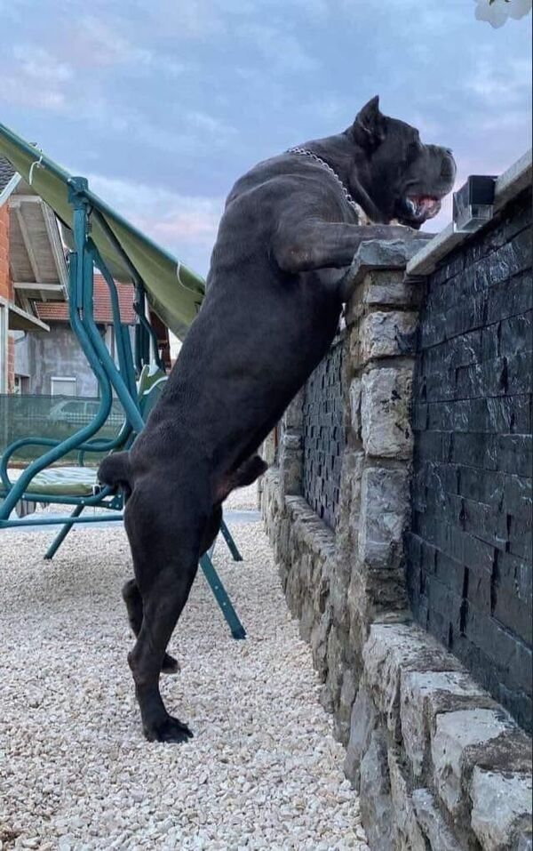 The Large Cane Corso