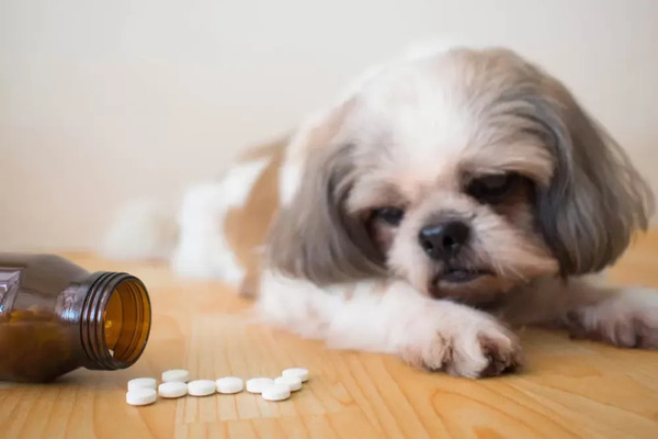 Doxycycline in Dogs: Understanding Side Effects