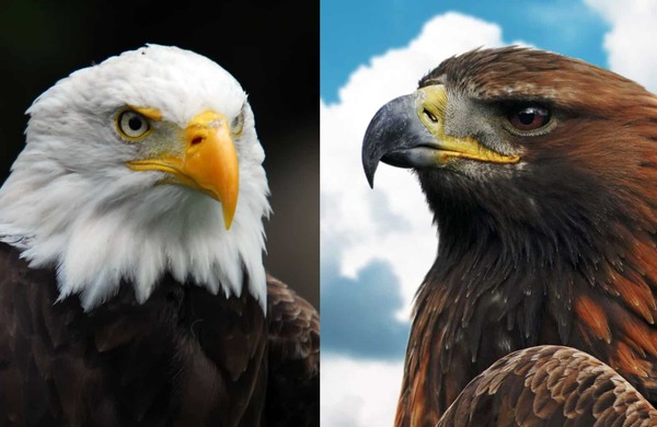 Bald Eagle vs Golden Eagle: A Comprehensive Comparison