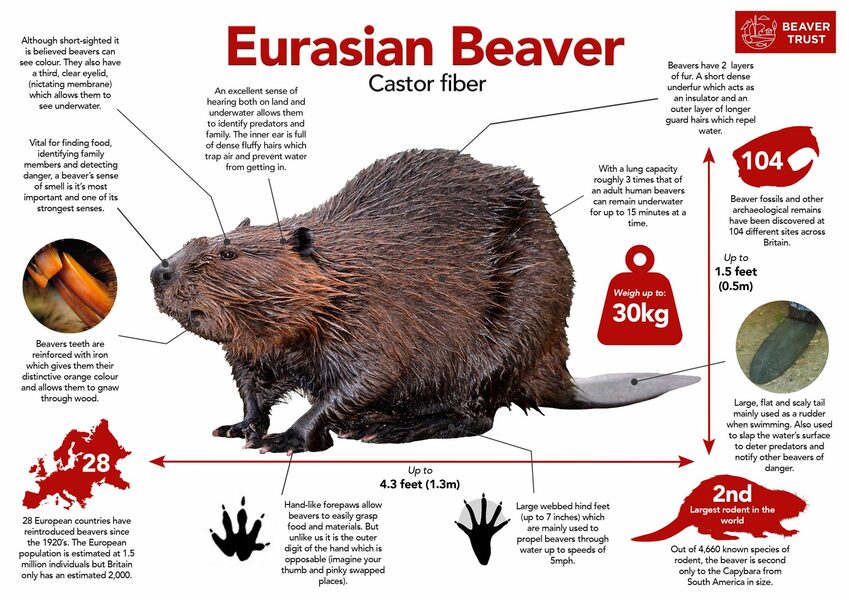 Beaver-Like Animals: A Comprehensive Guide