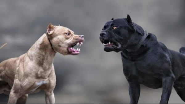 Italian Mastiff vs Pitbull: A Detailed Comparison