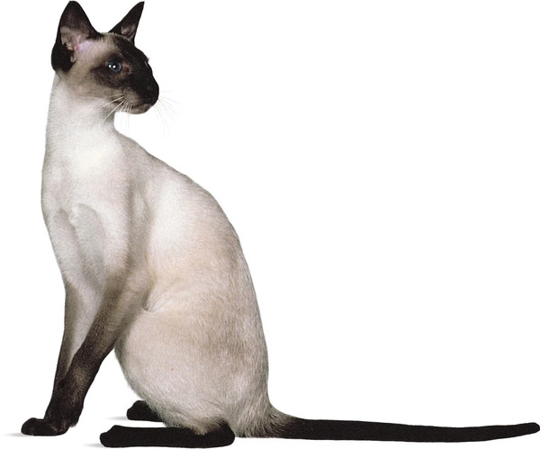 Siamese Cat vs Persian Cat: A Comprehensive Comparison