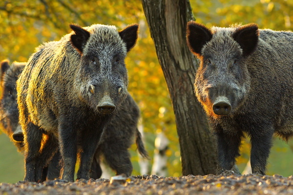 The Biggest Wild Pigs: An In-Depth Look