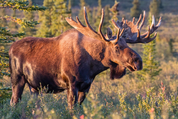 Understanding Moose: The Majestic Giants of the Forest