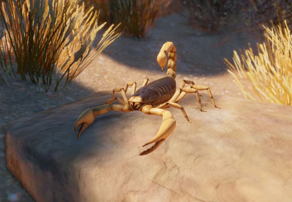 The World's Biggest Scorpion: The Giant Desert Scorpion