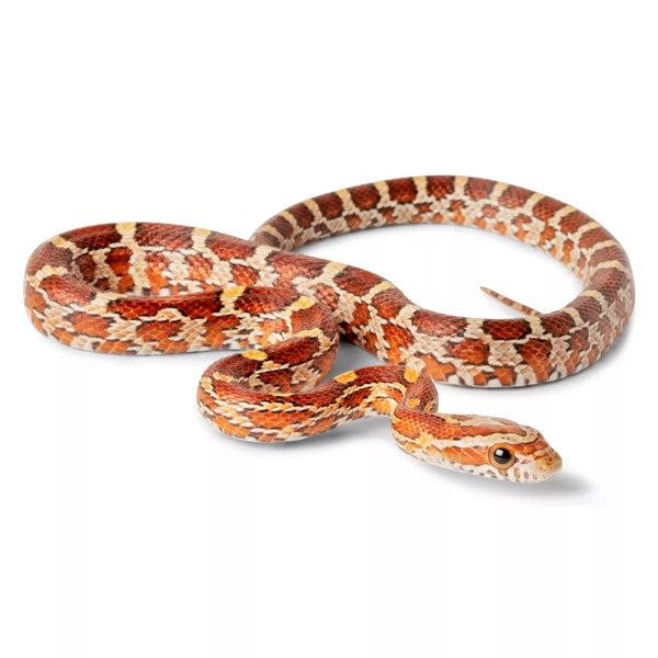 Small Snakes for Pets: The Perfect Reptile Companion