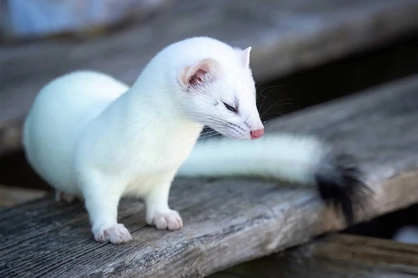 ermine-pics3-1080p.jpg