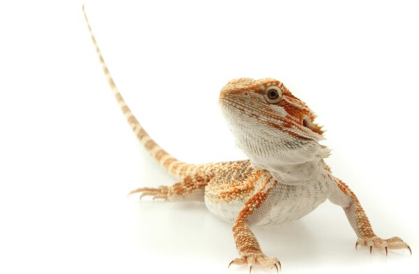 Bearded Dragons: A Comprehensive Overview