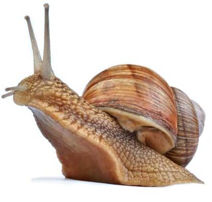 All About Snails: A Comprehensive Guide