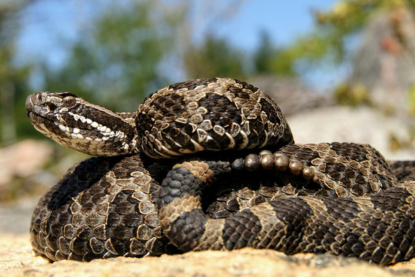 Poisonous Snakes in Wisconsin: What You Need to Know