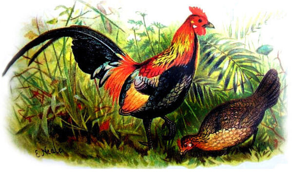 Where Did Chickens Originate From?