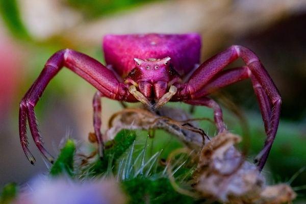 Crab Spider Pink: A Comprehensive Guide