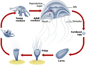 box-jellyfish-reproduction-000ed370.webp