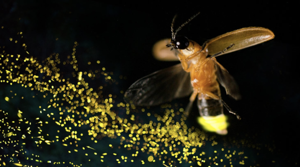 Fireflies: A Deep Dive into the World of Nature’s Night Lights