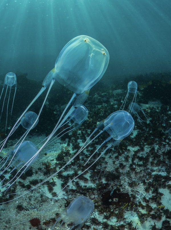 The World’s Most Poisonous Animal: The Box Jellyfish