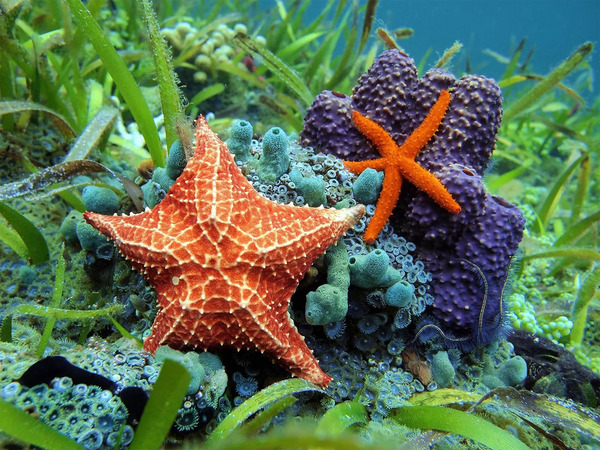 Understanding Starfish: Phylum, Characteristics, and Fascinating Facts