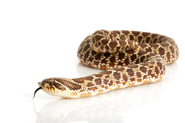 Southern Hognose Snake: A Fascinating Guide to the Unique Species