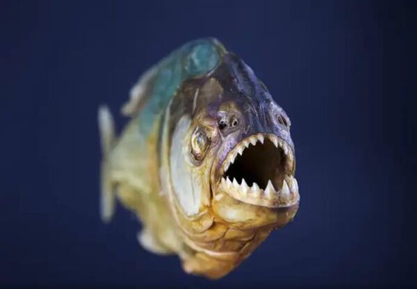 piranha-teeth.jpg