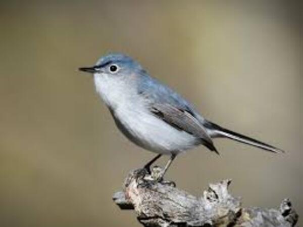 The Blue-Gray Gnatcatcher: A Comprehensive Guide