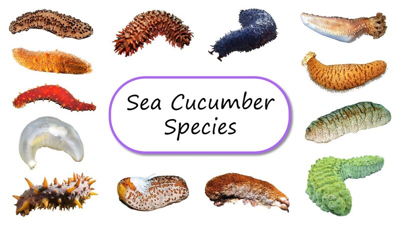 Top 10 Sea Cucumbers