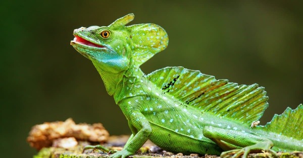 Basilisk-Lizard-header.jpg