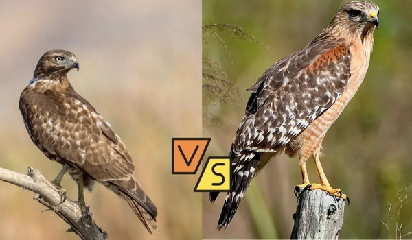 Red-Shouldered Hawk vs. Red-Tailed Hawk: The Complete Comparison Guide