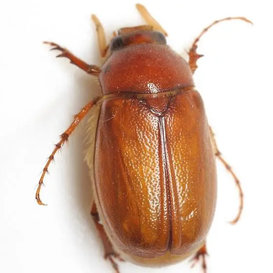 Brown June Bug: A Comprehensive Guide to These Summer Beetles