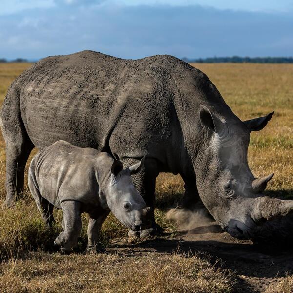 Why Are Black Rhinos Endangered? Understanding the Crisis