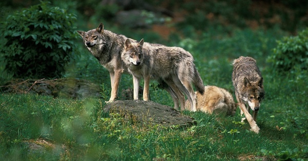 Wolves: The Most Aggressive and Biggest Wolf Breeds