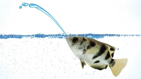 Fish That Shoot Water: A Fascinating Behavior in the Aquatic World