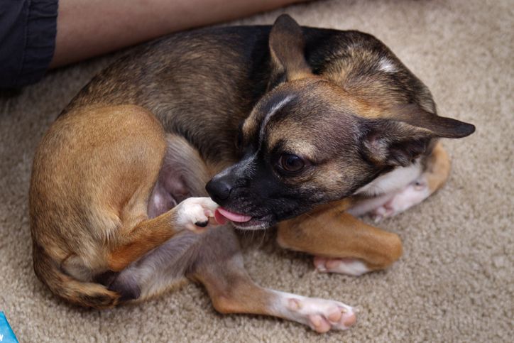 dog_chewing_nails.jpg.optimal.jpg