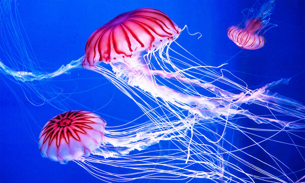 Are Jellyfish Fish? Understanding the Mystery of Jellyfish