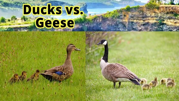 Difference Between Ducks and Geese: Everything You Need to Know