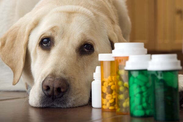 The Ultimate Guide to Animal Supplements for Healthy Pets