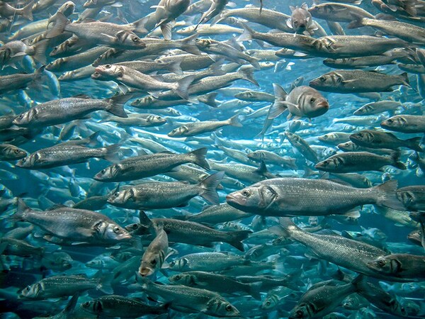 What Animals Eat Pacific Herring? Understanding the Food Chain